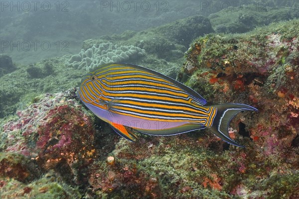 Blue-striped surgeonfish