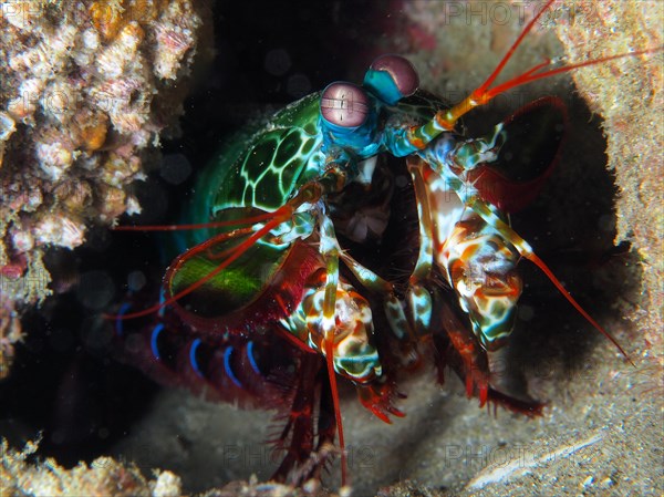 Peacock mantis shrimp