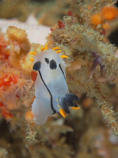 Double-crowned horn snail