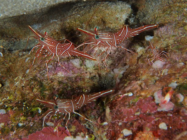 Group of camel shrimp