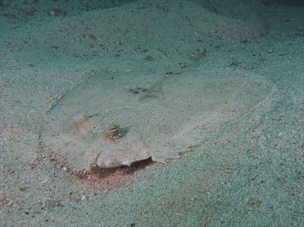 Well camouflaged peacock flounder
