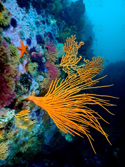 Orange flagellar sea fan