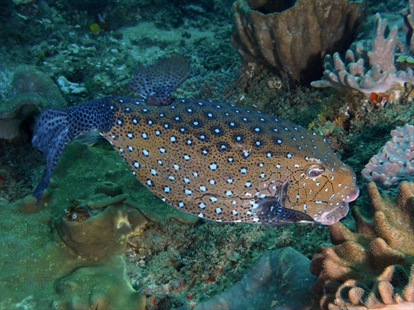 Yellow boxfish