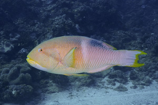 Yellowspot wrasse