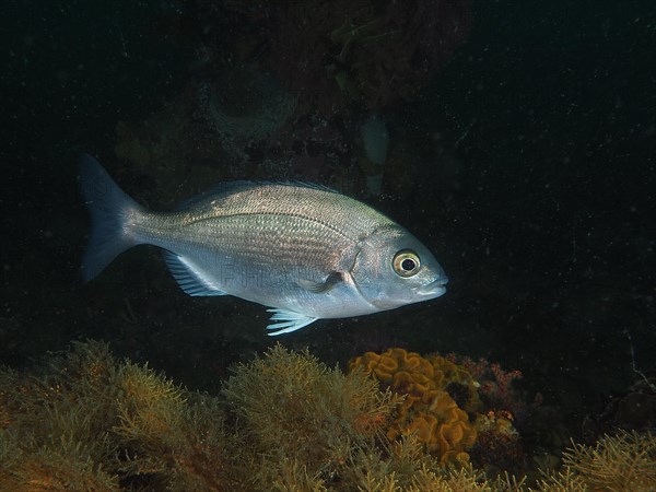 Hottentot bream