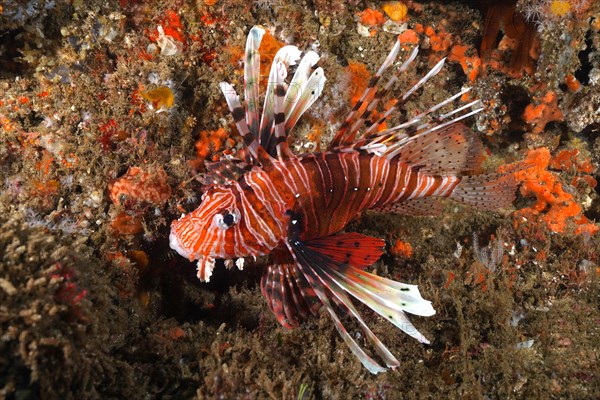 Common lionfish