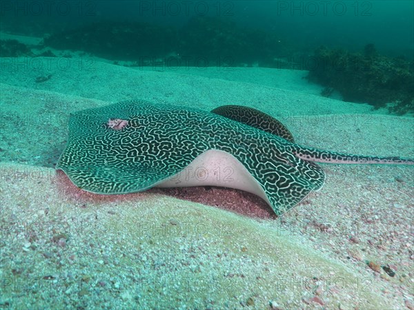 Indo-Pacific stingray