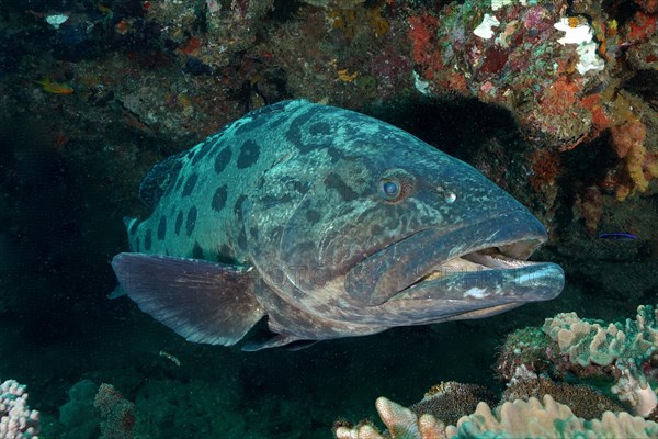 Potato grouper