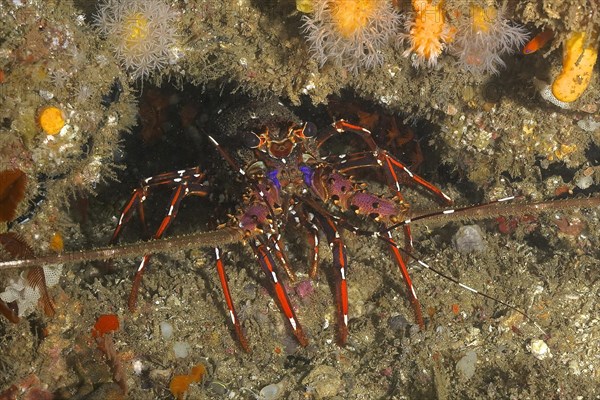 Long-legged long-legged spiny crayfish