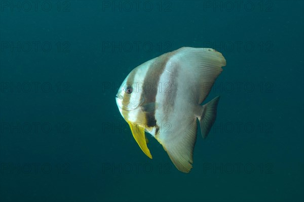 Longfin batfish