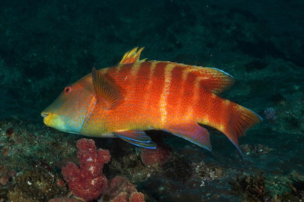 Colourful Natal tooth wrasse