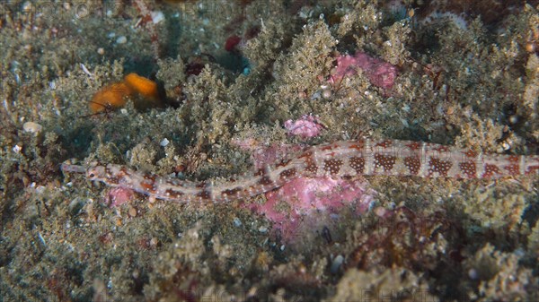 Network pipefish