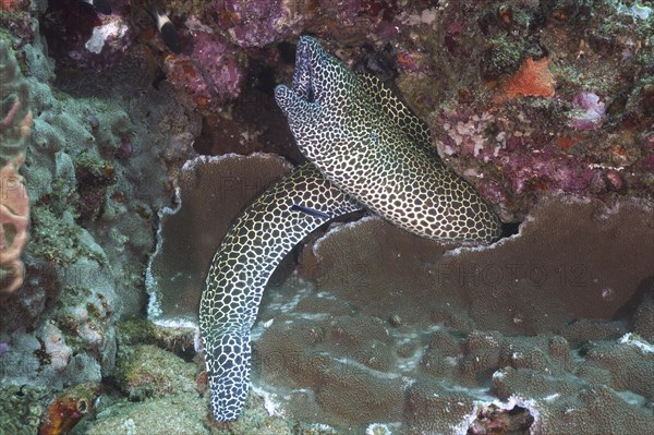 Laced moray