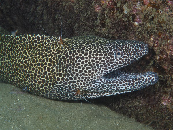 A net moray