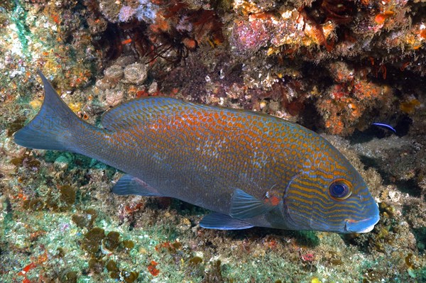 Orange-spotted sweetlips