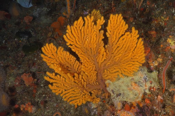 Yellow Palmate Sea Fan