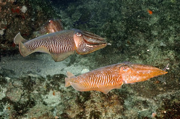 Pair of patchwork cuttlefish