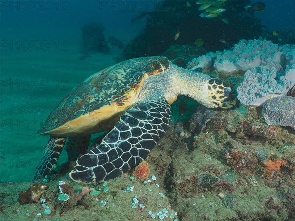 Pacific hawksbill turtle