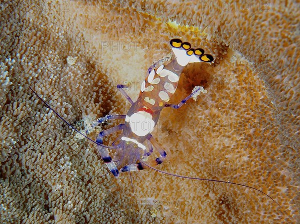 Peacock-eyed anemone shrimp