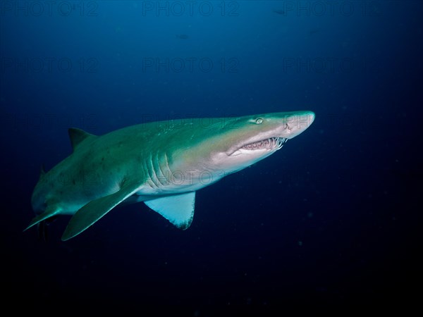 Sand tiger shark