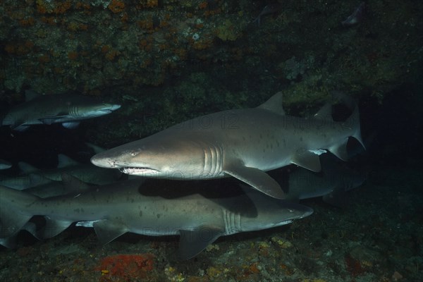 Group of sand tiger shark