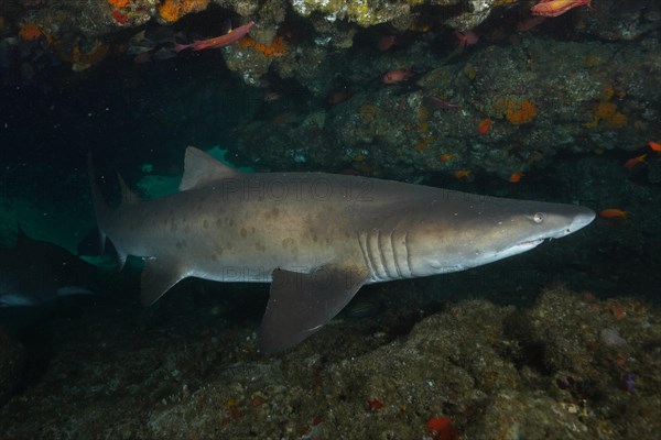 Sand tiger shark