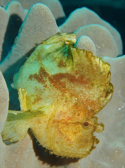 Yellow leaf scorpionfish