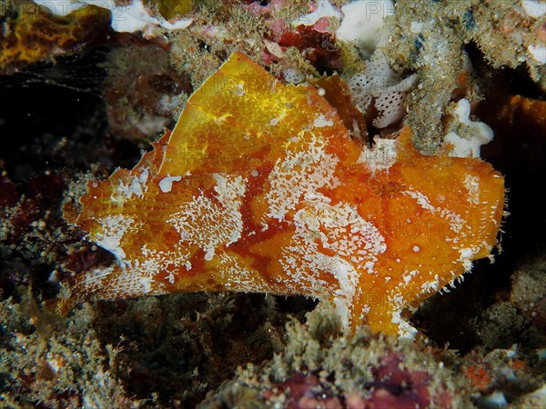 Red leaf scorpionfish