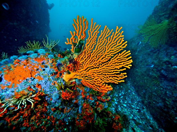 Sinus sea fan