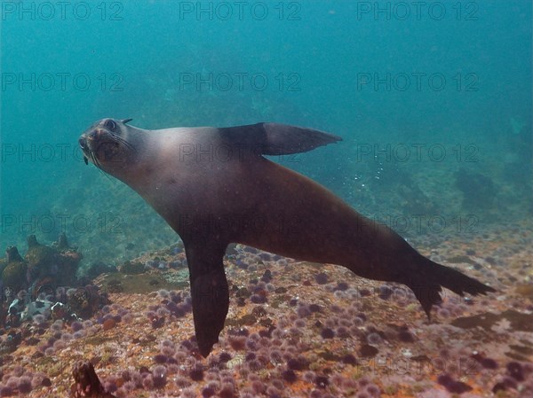 Cape fur seal