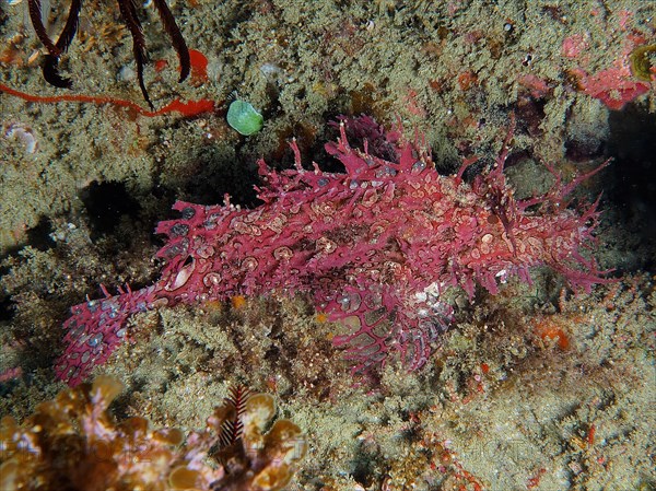 Popeyed scorpionfish
