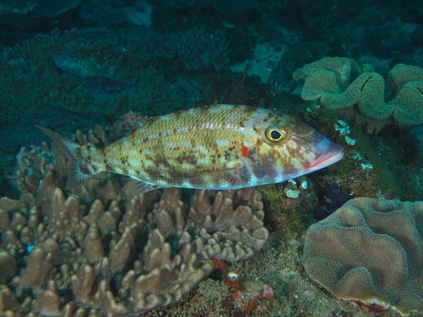 Cheek spot snapper