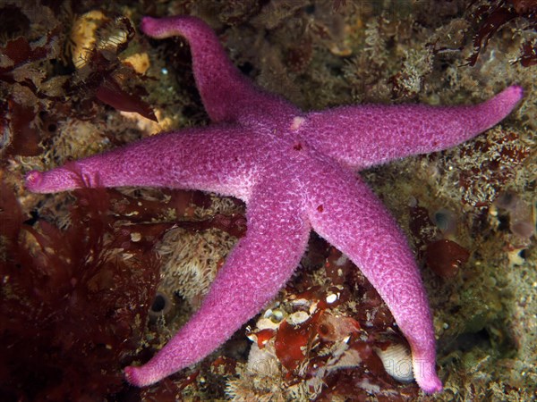 Bloody Henry Starfish