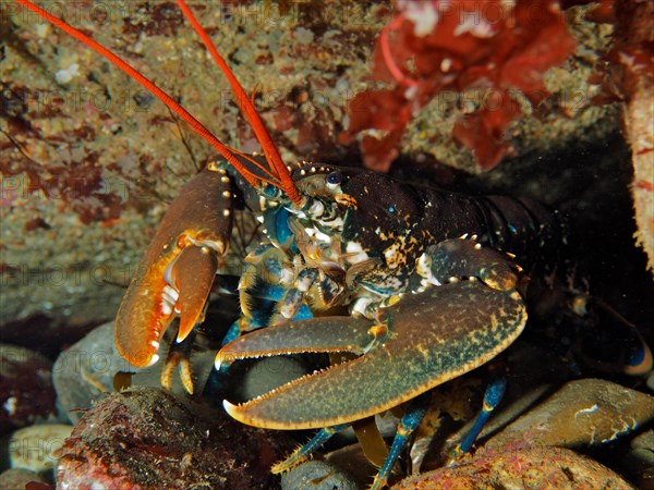 Common lobster