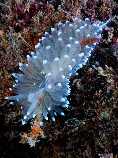 Striped thick shelled snail