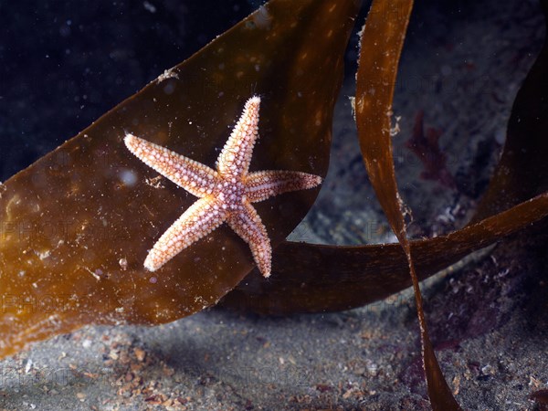 Common starfish