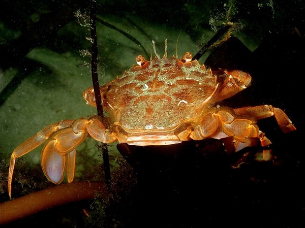 Harbour crab