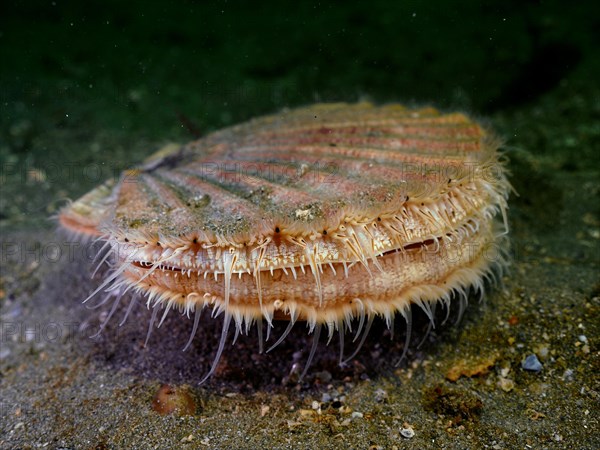 Scallop