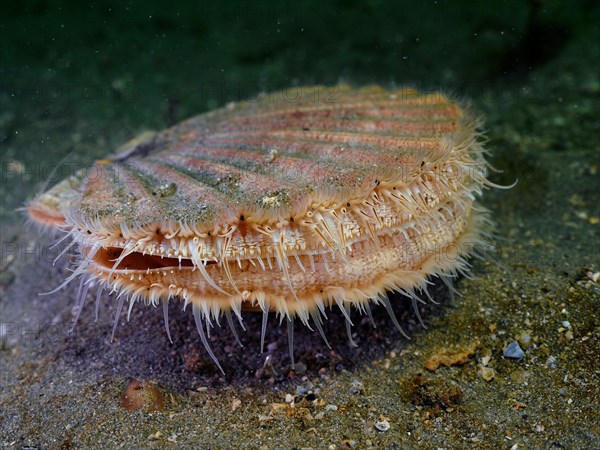 Scallop