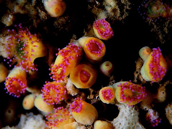 Pink jewel anemone