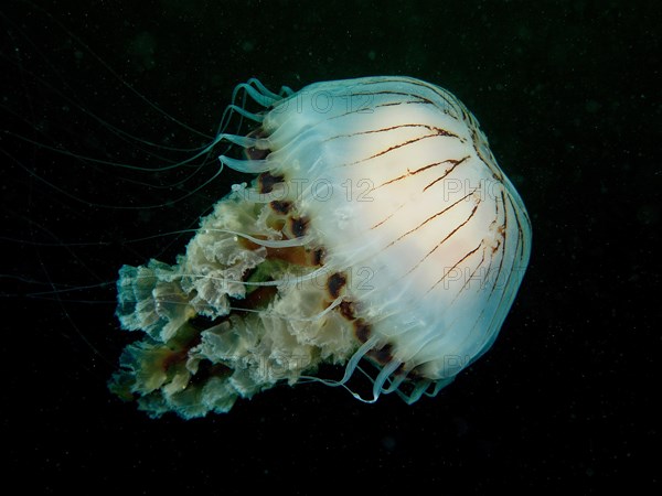 Compass jellyfish