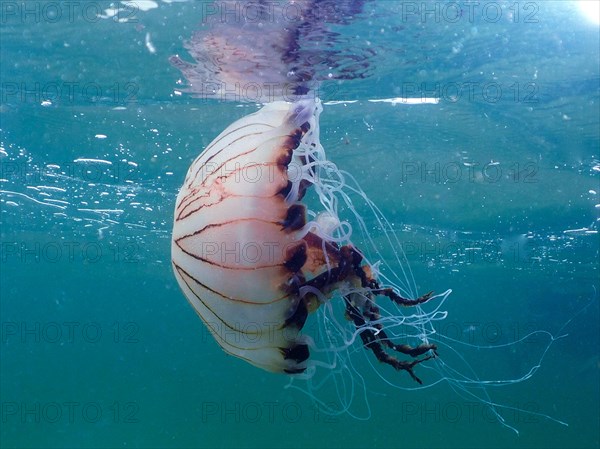 Compass jellyfish