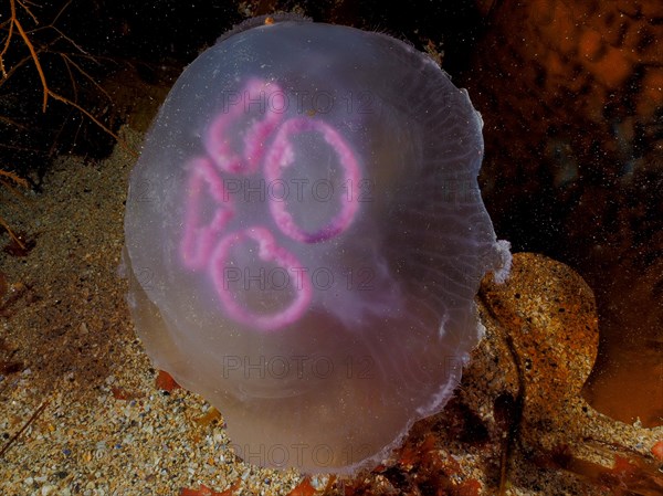 Common jellyfish