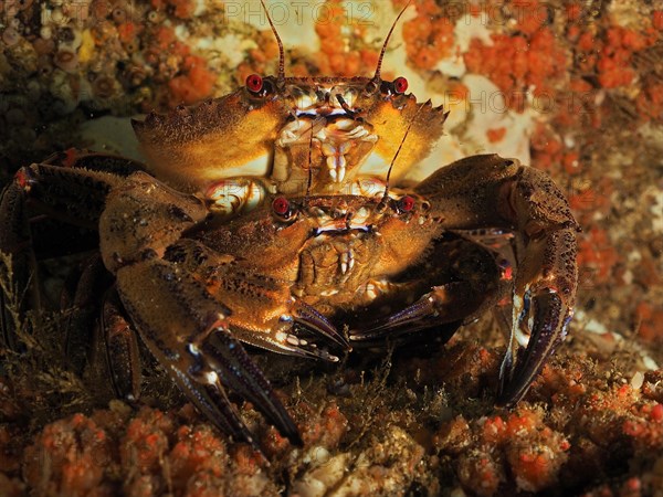 Pair of velvet crab