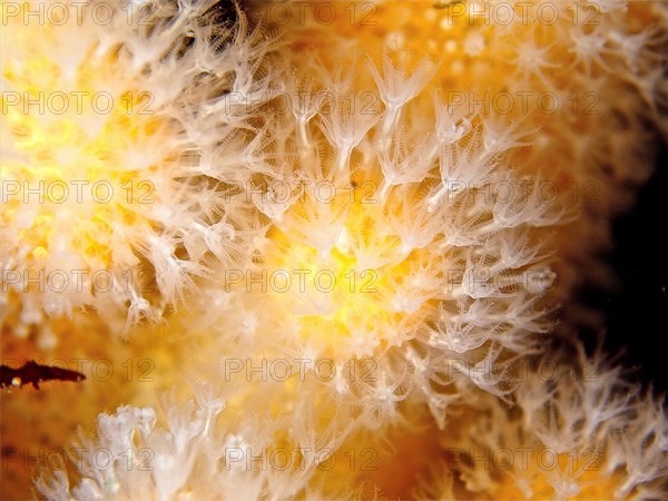 Close-up of dead man's fingers