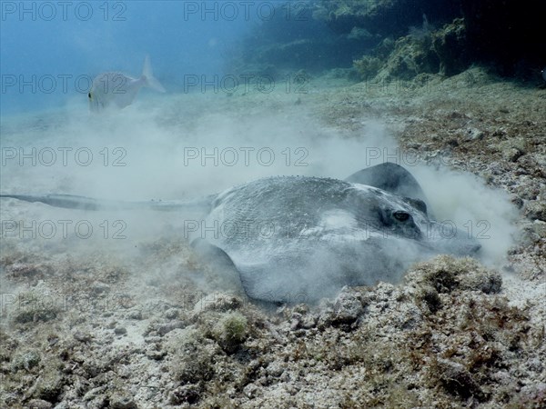 American stingray