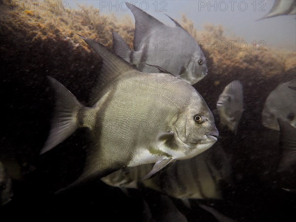 Atlantic spadefish