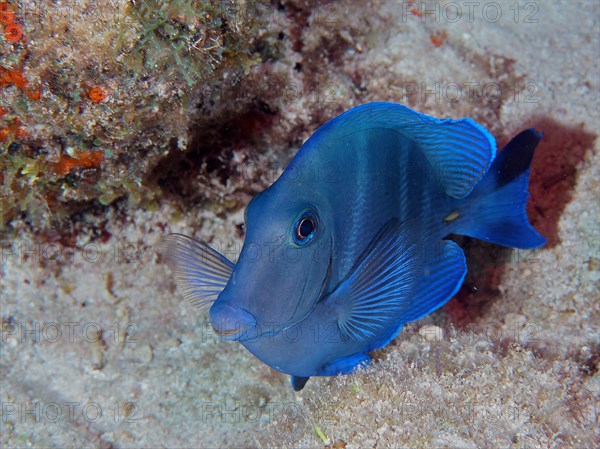 Atlantic blue tang