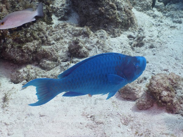 Blue parrotfish