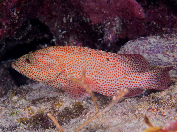 Caribbean grouper